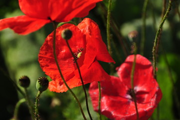 poppy closeup