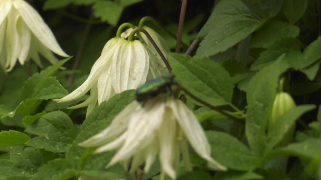 Flowering clematis. Chafer on a flower.
