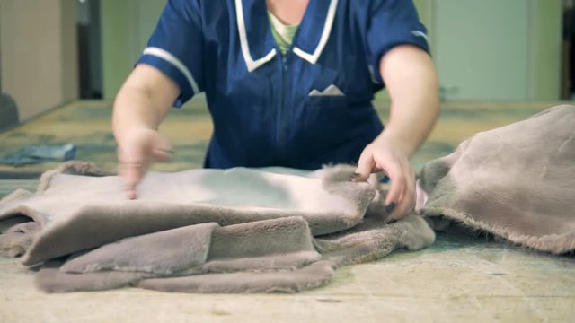 Female worker places animal fur on a table at a factory, close up.