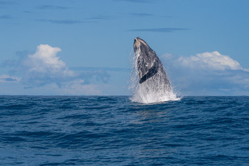 Humpback whale starting to breach, Coral Bay, Western Australia