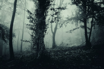 fantasy landscape, trees in misty forest