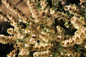 Salsola oppositifolia flowers under the sun