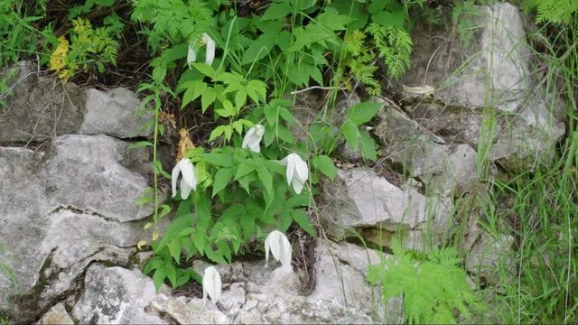 Clematis (Atragene sibirica) on the hillside. 3 shots.