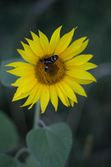 sunflower, butterfly