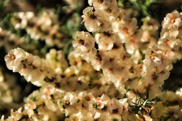 Salsola oppositifolia flowers under the sun