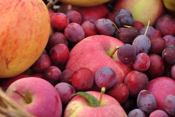 fruit abundance - apples and cherry plums