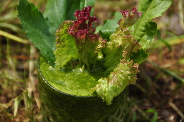 green smoothie with leaves