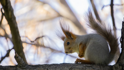 Squirrel sitting on a tree and looking down
