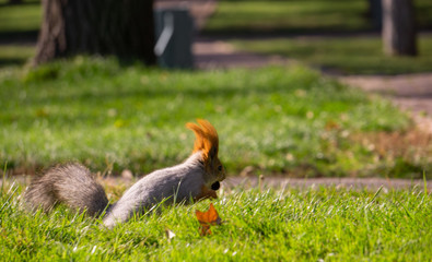 Squirrel running with food in mouth