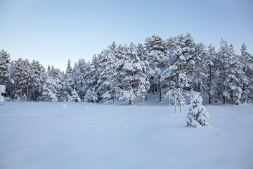 beautiful winter landscape snow tree