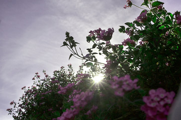 Flores