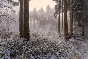 Winterwald