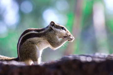Naklejka na ściany i meble Squirrels are members of the family Sciuridae, a family that includes small or medium-size rodents. The squirrel family includes tree squirrels, ground squirrels, chipmunks, marmots, flying squirrels,