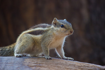 Naklejka na ściany i meble Squirrels are members of the family Sciuridae, a family that includes small or medium-size rodents. The squirrel family includes tree squirrels, ground squirrels, chipmunks, marmots, flying squirrels,
