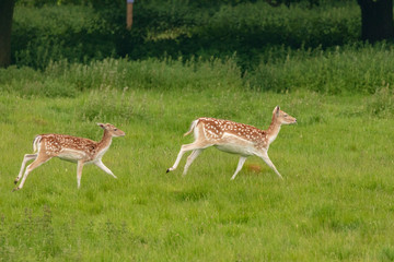 Fallow deer (dama dama)  at Charlecote Park, Warwickshire in spring