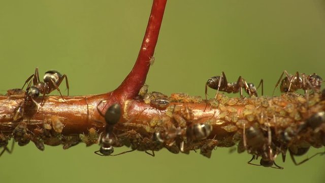 Insects macro. Ants graze and extract milk from colonies aphids that sits and move on young branches in forest. Summer morning day