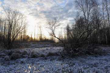 Frosty morning in the late autumn on the meadow.