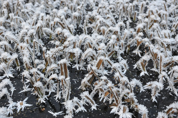 Frosty morning in the late autumn on the meadow.