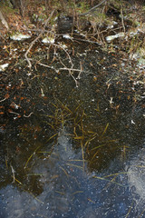 Fototapeta premium Thin transparent ice on the surface of the reservoir in late autumn