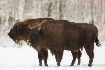 European bison - Bison bonasus in the Knyszyn Forest (Poland)