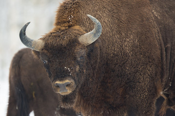 European bison - Bison bonasus in the Knyszyn Forest (Poland)