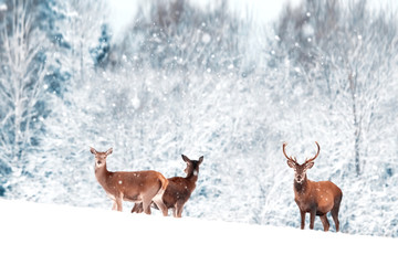 Fototapeta premium A group of beautiful male and female deer in the snowy white forest. Noble deer (Cervus elaphus). Artistic Christmas winter image. Winter wonderland.