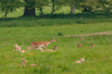Obraz na płótnie Canvas Fallow deer (dama dama) at Charlecote Park, Warwickshire in spring