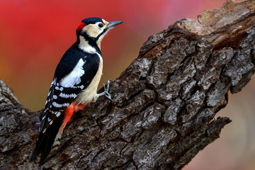 Obraz premium 秋色