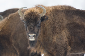 European bison - Bison bonasus in the Knyszyn Forest (Poland)