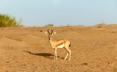 Gazelle 