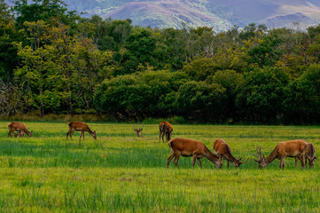 Herd of wild red deer grazing on a green meadow with distant mountains as background on a bright sunny day.  Wild life of Killarney National Park, County Kerry, Ireland.