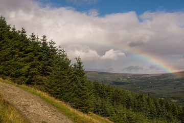 Beautiful rainbow over a fir tree forest and a green valley