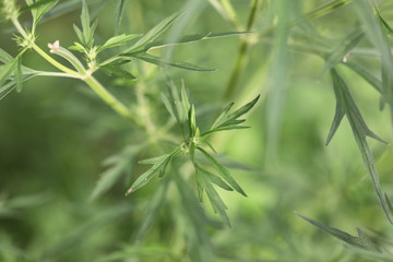 Background of characteristics Cannabis sativa L. subsp. Sativa for education.