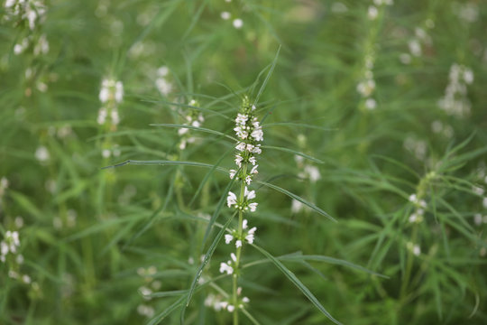 Ocimen Bilder Durchsuchen 59 Archivfotos, und Videos