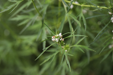 Background of characteristics Cannabis sativa L. subsp. Sativa for education.