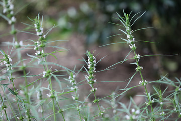 Background of characteristics Cannabis sativa L. subsp. Sativa for education.