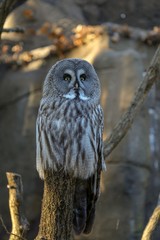 owl