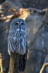 owl