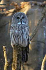owl