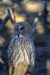 owl