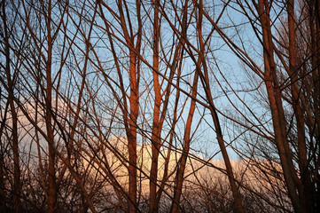 atardecer en invierno en el parque de Salburua, Vitoria-Gasteiz (Spain)