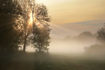 Fototapeta na wymiar misty dawn in a clearing oak grove