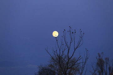 full moon in the tree