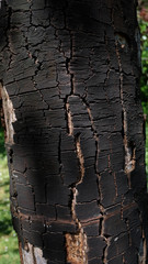Baumrinde