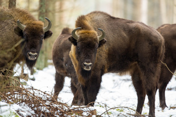 Fototapeta premium European bison - Bison bonasus in the Knyszyn Forest (Poland)