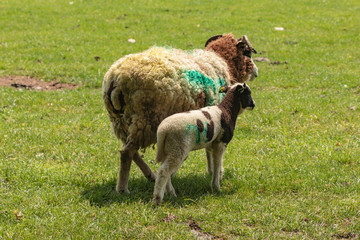 Fototapeta premium Jacob sheep portrait