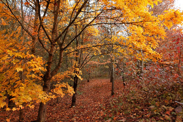 Autumn leaves