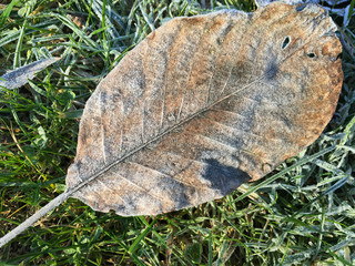 Frozen leaf in winter