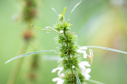 Background of characteristics Cannabis sativa L. subsp. Sativa for education.