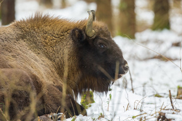 European bison - Bison bonasus in the Knyszyn Forest (Poland)
